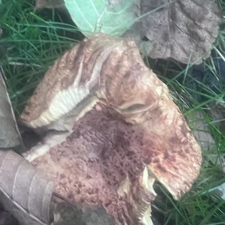 度假居 Lagum Rudo